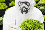 gmo