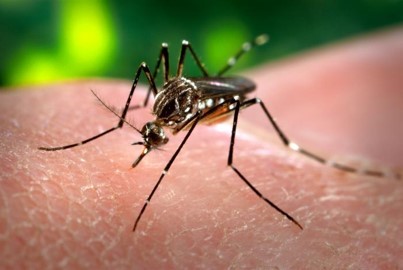 The Pentagon Bio-Weapons